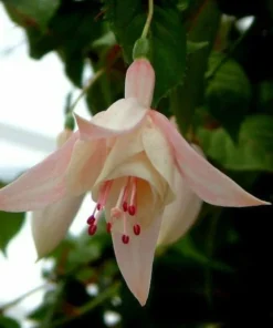 50 Seeds Pink Fuchsia Seeds Potted Flowers Seeds,Bonsai Seeds