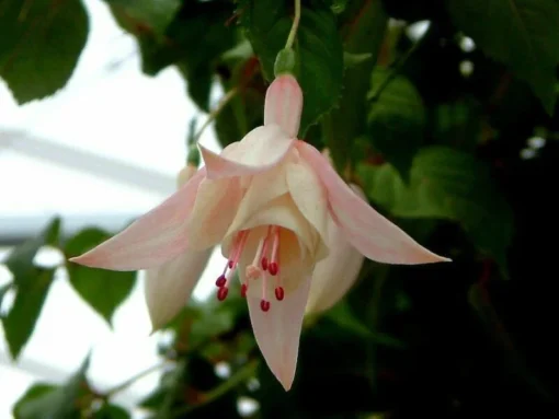 50 Seeds Pink Fuchsia Seeds Potted Flowers Seeds,Bonsai Seeds