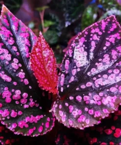 50 Seeds Pink Green Begonia Flower Seeds