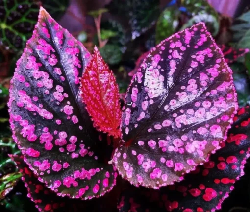 50 Seeds Pink Green Begonia Flower Seeds