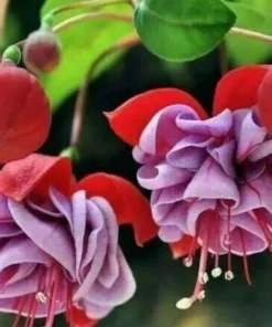 50 Seeds Purple Fuchsia Seeds Potted Flowers Seeds,Bonsai Seeds