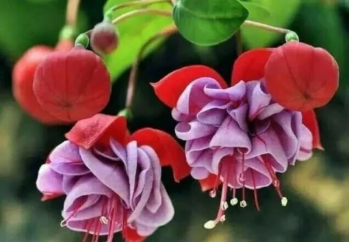 50 Seeds Purple Fuchsia Seeds Potted Flowers Seeds,Bonsai Seeds