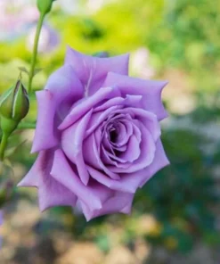 50 Seeds Purple Moon Tea Rose Seeds