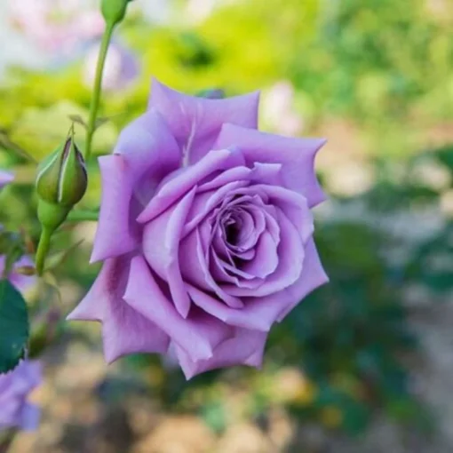 50 Seeds Purple Moon Tea Rose Seeds