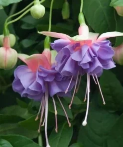 50 Seeds Purple Pink Fuchsia Seeds Potted Flowers Seeds,Bonsai Seeds