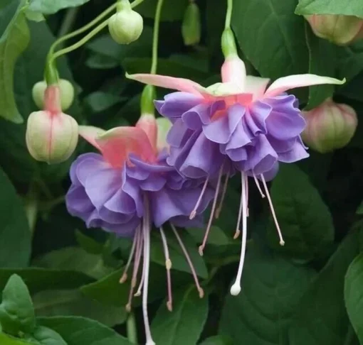 50 Seeds Purple Pink Fuchsia Seeds Potted Flowers Seeds,Bonsai Seeds