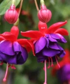 50 Seeds Purple Red Fuchsia Seeds Potted Flowers Seeds,Bonsai Seeds