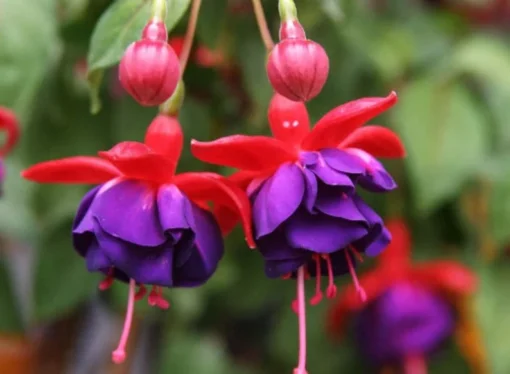 50 Seeds Purple Red Fuchsia Seeds Potted Flowers Seeds,Bonsai Seeds