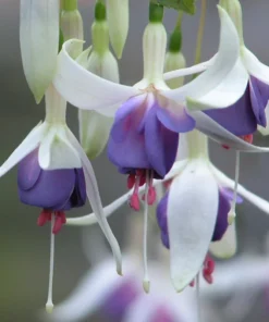 50 Seeds Purple White Fuchsia Seeds Potted Flowers Seeds,Bonsai Seeds