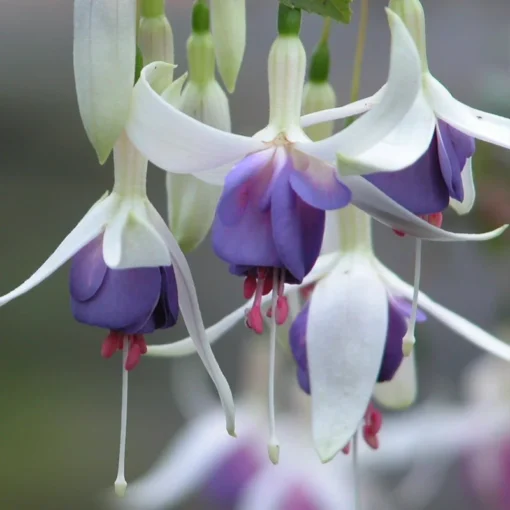 50 Seeds Purple White Fuchsia Seeds Potted Flowers Seeds,Bonsai Seeds