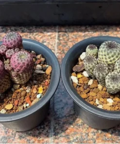 50 Seeds Rebutia Rauschii F. Violacidermissucculent Lithops Rare Living Stones Plants Cactus Home Plant