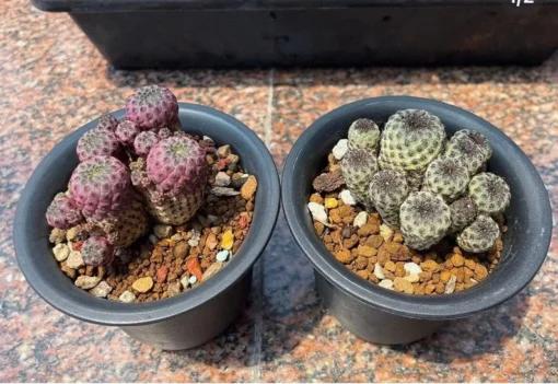 50 Seeds Rebutia Rauschii F. Violacidermissucculent Lithops Rare Living Stones Plants Cactus Home Plant