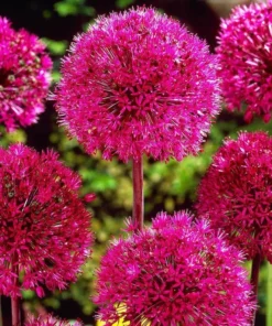 50 Seeds Red Giant Allium Giganteum Flower Seeds Garden Plant