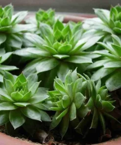 50 Seeds Seeds Of Sempervivum Tectorum Green Transparent Succulent Bonsai Potted Plants Seeds