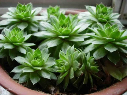 50 Seeds Seeds Of Sempervivum Tectorum Green Transparent Succulent Bonsai Potted Plants Seeds