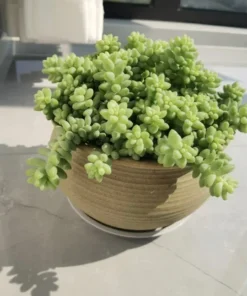 50 Seeds Seeds Of Succulent Bonsai Potted Plants Seeds Sedum Seed