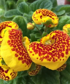 50 Seeds Speckled Red And Yellow Slipper Flower Seeds - Calceolaria Crenatiflora Seeds