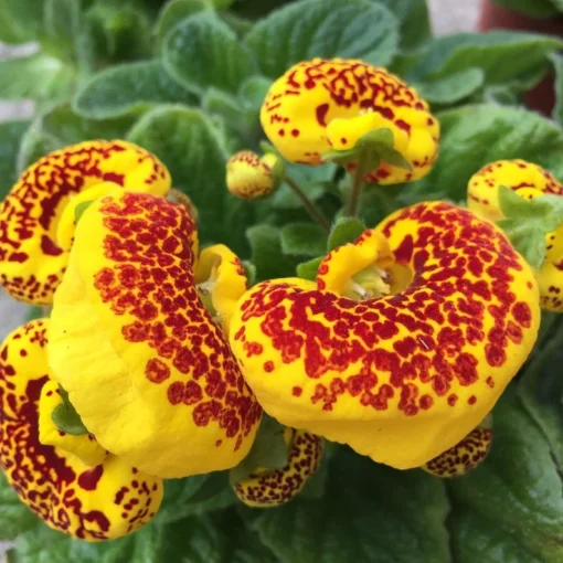 50 Seeds Speckled Red And Yellow Slipper Flower Seeds - Calceolaria Crenatiflora Seeds