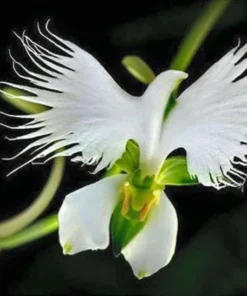 50 Seeds White Dove Egret Flower Plant