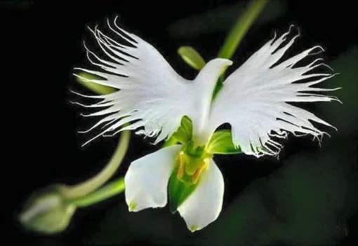 50 Seeds White Dove Egret Flower Plant