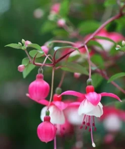 50 Seeds White Pink Fuchsia Seeds Potted Flowers Seeds,Bonsai Seeds