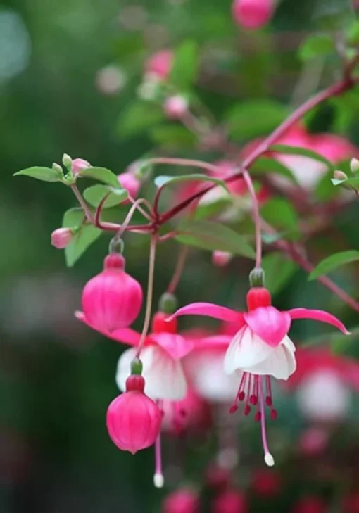 50 Seeds White Pink Fuchsia Seeds Potted Flowers Seeds,Bonsai Seeds