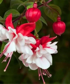 50 Seeds White Red Fuchsia Seeds Potted Flowers Seeds,Bonsai Seeds