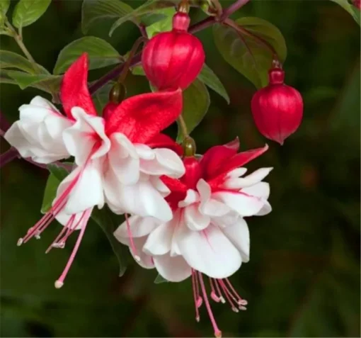 50 Seeds White Red Fuchsia Seeds Potted Flowers Seeds,Bonsai Seeds