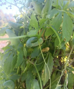 Achocha (Bolivian cucumber) Cyclanthera pedata 20 Seeds