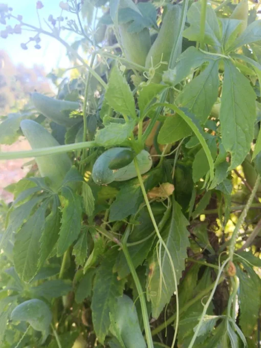 Achocha (Bolivian cucumber) Cyclanthera pedata 20 Seeds