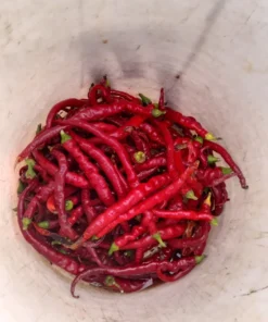 Aci Kil Hot Pepper (C. annuum) (30 Seeds)