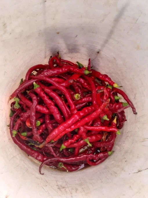 Aci Kil Hot Pepper (C. annuum) (30 Seeds)