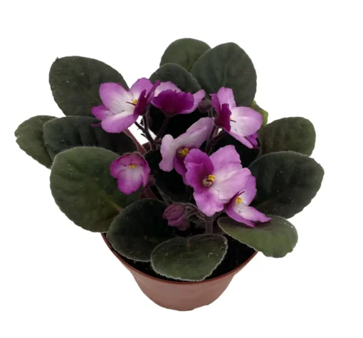 African Violet Live Plant, 4 Inch Pot African Violets Live Plant, Live Afican Violets Plants, Flowering African Violets Live Plants Indoor Garden, Perennial Live African Violet Plants