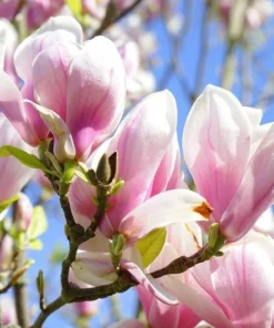 Ann Magnolia 1 Gallon Flowering Tree | Reddish-Purple Blooms | Large Shrub