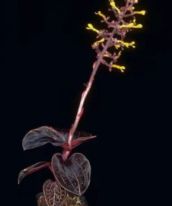 Anoectochilus chapaensis Rare Jewel Orchid - 2.5