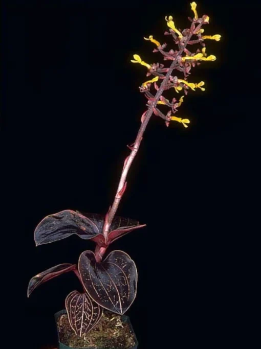 Anoectochilus chapaensis Rare Jewel Orchid - 2.5" Pot, Velvety Maroon Leaves with Gold Veins