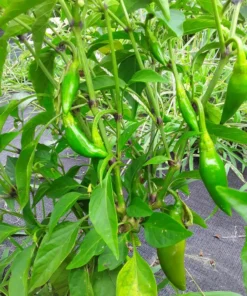 Balik Hot Pepper (C. annuum) (30 Seeds)