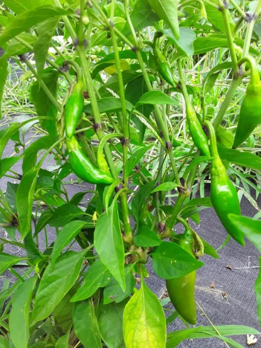 Balik Hot Pepper (C. annuum) (30 Seeds)