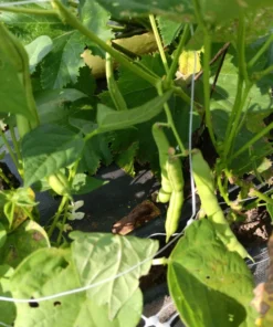 Billings Family Half-runner Heirloom Bean (30 Seeds)