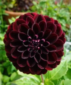 Black Red Dahlia Seeds, 20 Seeds