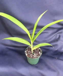 Bletilla 'Kate' Cold Hardy Ground Orchid, Rooted Plant Shipped in 3" Pot