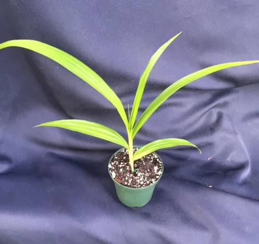 Bletilla 'Kate' Cold Hardy Ground Orchid, Rooted Plant Shipped in 3" Pot