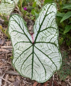 Blue Buddha Farm Candidum Jr Caladium Bulbs - Rare Dwarf Perennial Plant