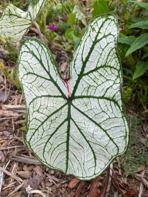 Blue Buddha Farm Candidum Jr Caladium Bulbs - Rare Dwarf Perennial Plant