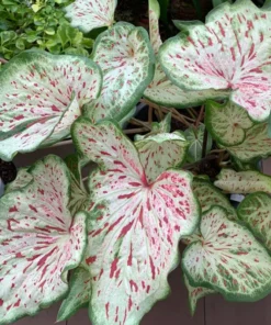 Blue Buddha Farm Daydreamer Caladium Bulbs - Pink and Green Perennial Plant