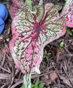 Blue Buddha Farm Spicy Lizard Caladium Bulbs - Indoor/Outdoor Rare Perennial Plant