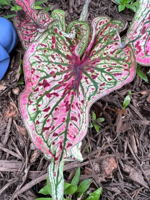 Blue Buddha Farm Spicy Lizard Caladium Bulbs - Indoor/Outdoor Rare Perennial Plant