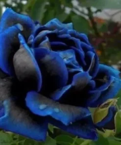 Blue Rose Black And Blue Petals 50 Seeds