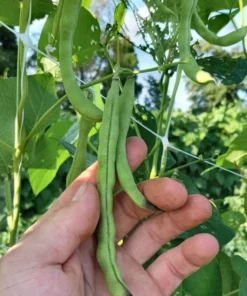 Blue-Tip Half-runner Heirloom Bean Seeds (30 seeds)