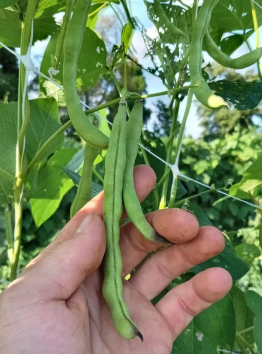 Blue-Tip Half-runner Heirloom Bean Seeds (30 seeds)